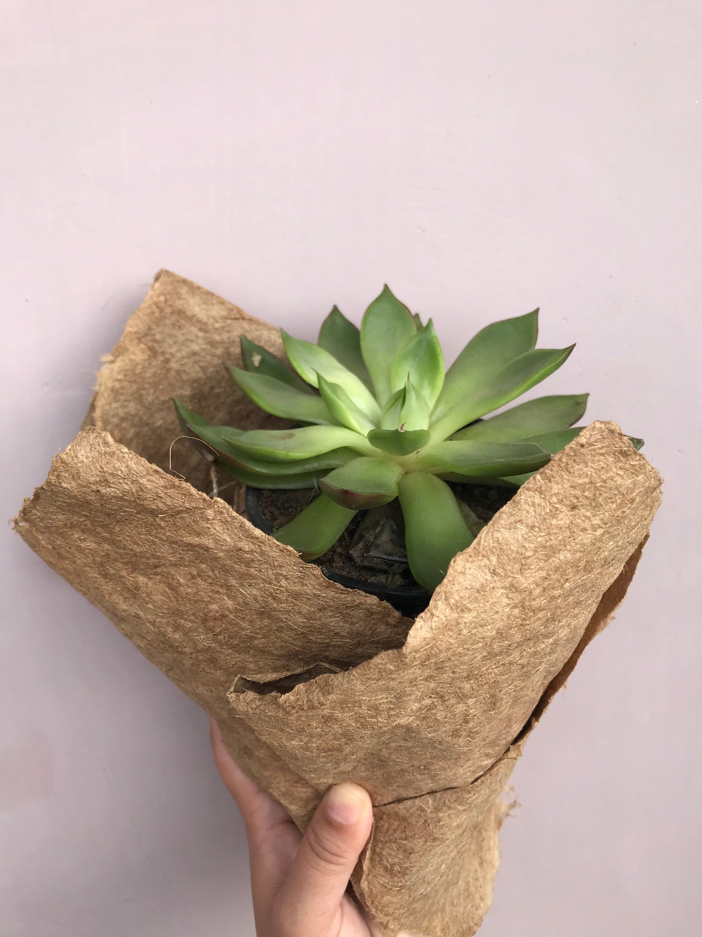 BANANA FIBRE PAPER
